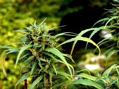 La vente de CBD enfin légale à 100% !